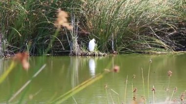  Yeşil Sazlıklı Gölet ve Büyük Beyaz Akbalıkçıl Arka plan Bataklıkları Petaluma California 'da