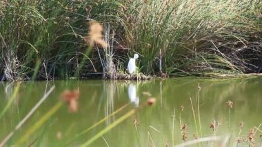 Büyük Beyaz Akbalıkçıl, Yeşil Sazlıklar Rüzgarda Sallanıyor Petaluma California 'da