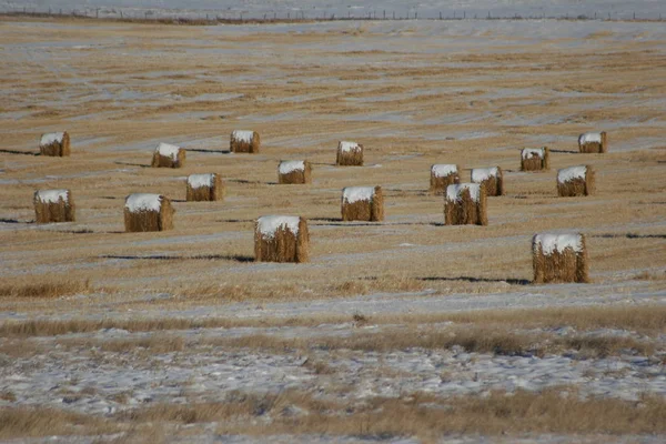 Foin Sur Terrain Hiver — Photo