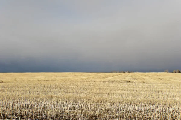 Endless Wheat Field Praire — ストック写真