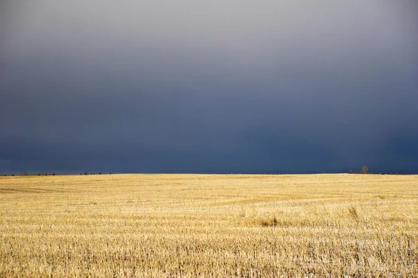 Endless Wheat Field Praire — ストック写真