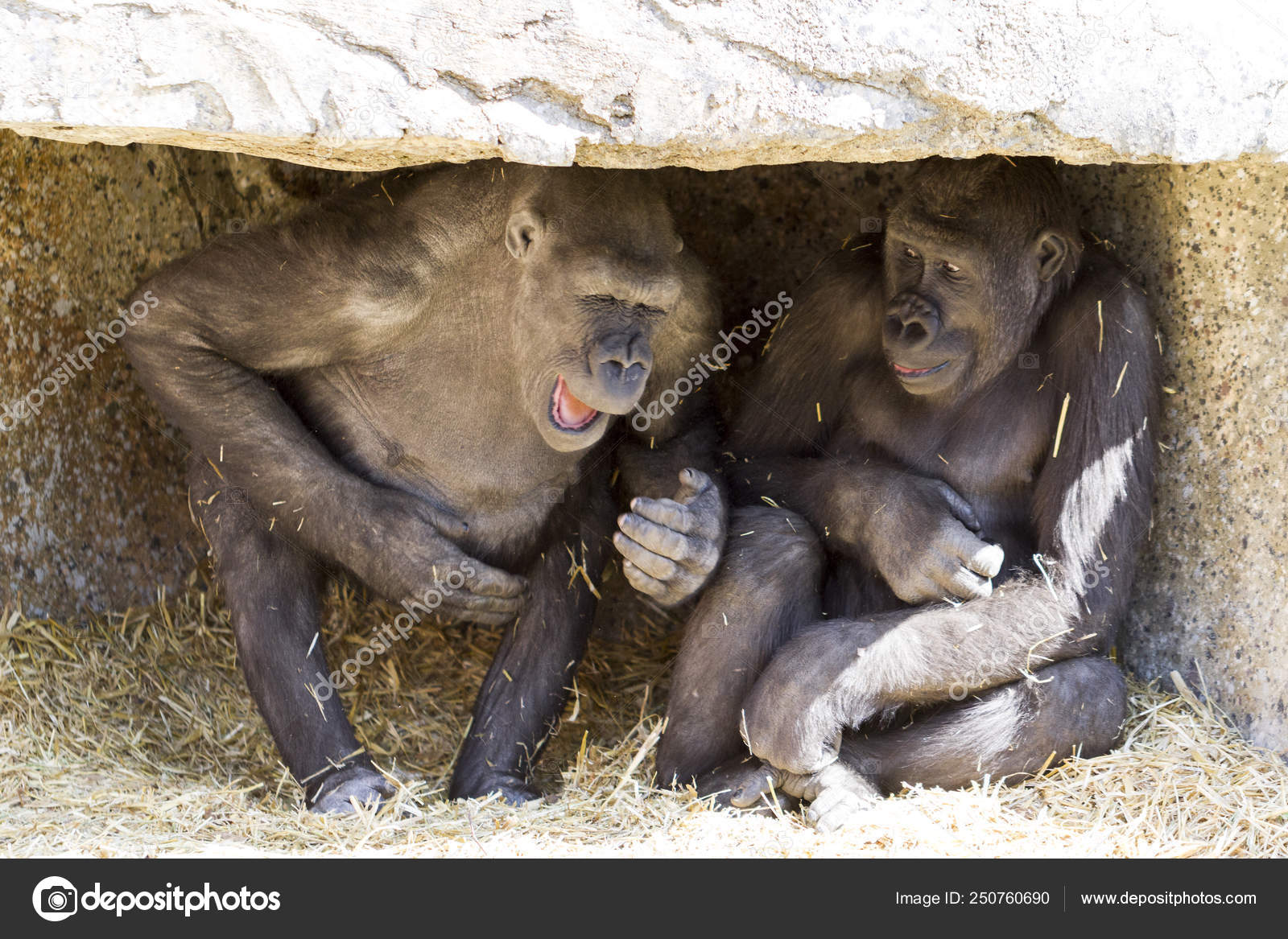 Two Young Playful Gorillas Stock Photo by 250760690