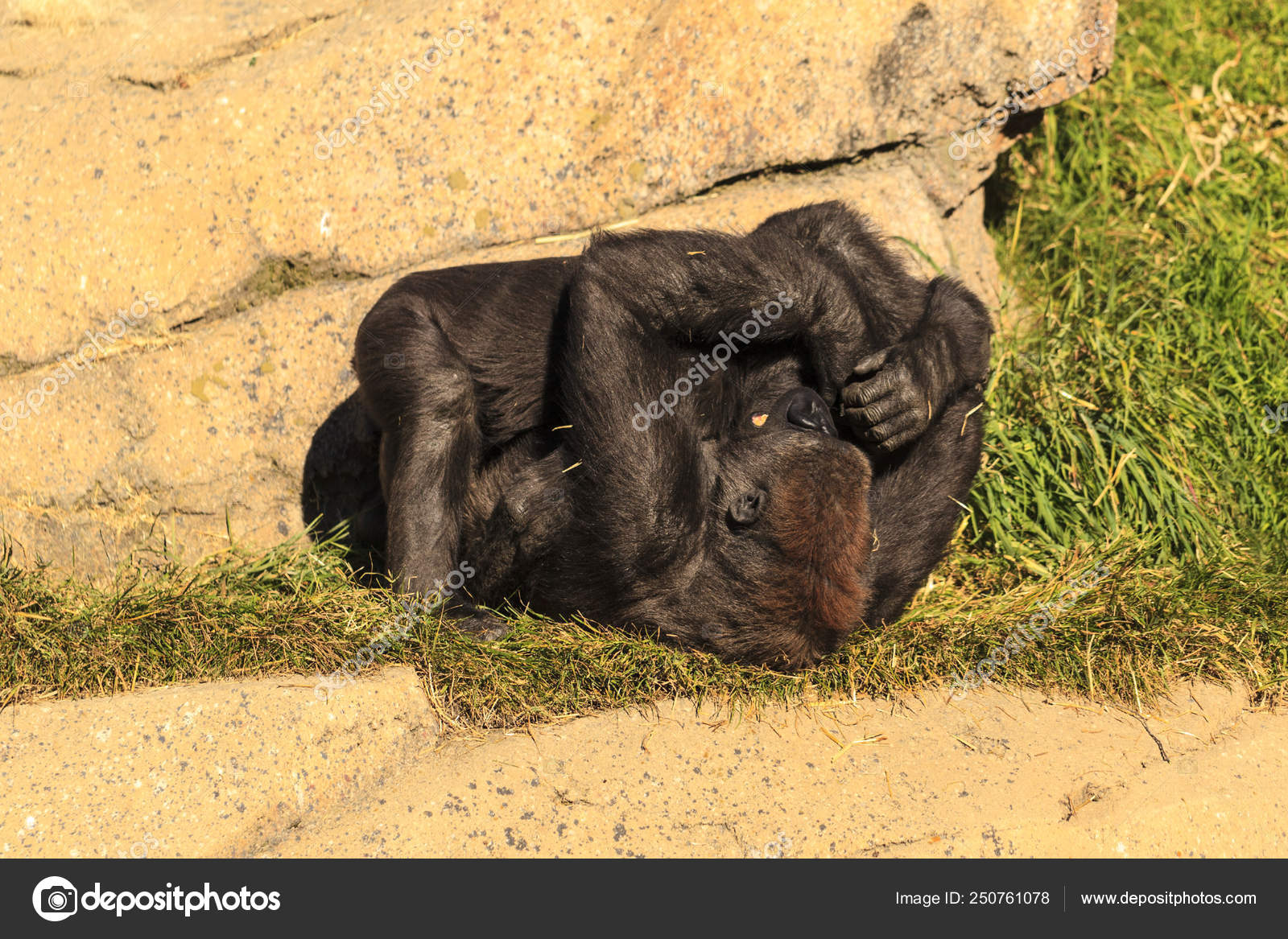 ᐈ Funny Gorilla Stock Pictures Royalty Free Funny Silverback Gorilla Pics Download On Depositphotos