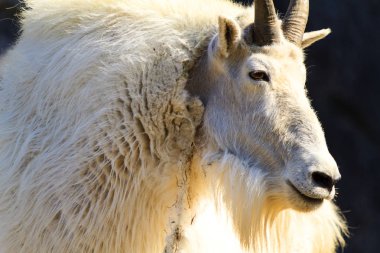 Rocky Mountain Goat Vahşi Yakın çekim