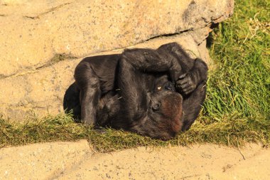 İki genç oyuncu goril yakın çekim