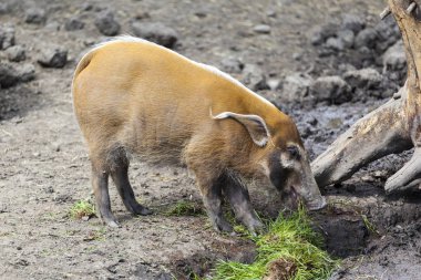 Afrika Yaban Domuzu Tanzanya.