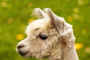 Genç bir lama portresi