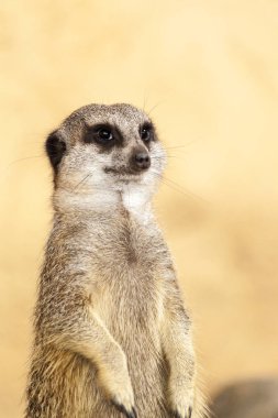 tetikte meerkat nöbet