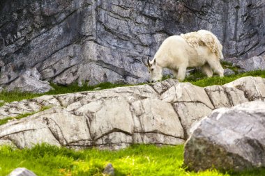 Rocky dağ keçisi vahşi