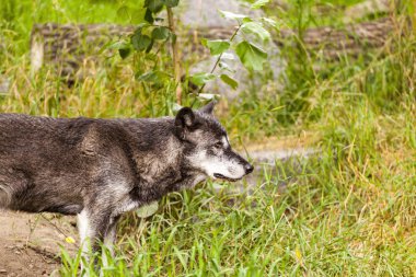 Kanada kayalık dağlarında gri kurt. 