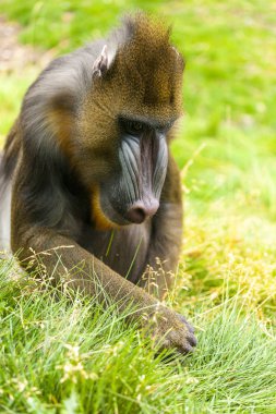 Yetişkin erkek Mandrill'di çim