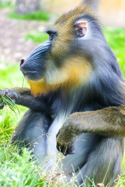 Yetişkin erkek Mandrill'di çim