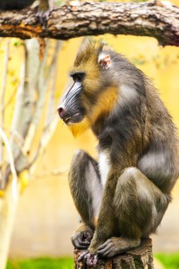 Yetişkin erkek Mandrill'di çim