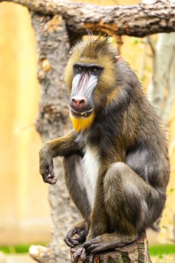 Yetişkin erkek Mandrill'di çim