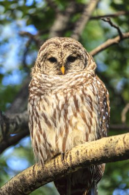 Bir ağaç dalı beslenme gri baykuş. 