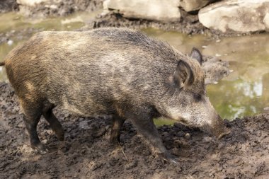 Doğada vahşi büyük domuz