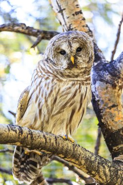 Bir ağaç dalı beslenme gri baykuş. 