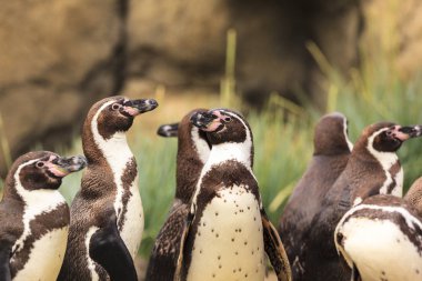 Afrika penguenleri bir kaya üzerinde ayakta