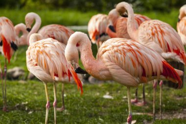Pembe flamingo doğal ayarları.
