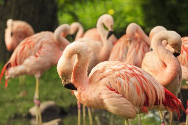 Pembe flamingo doğal ayarları.