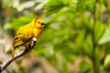 Egzotik küçük tropikal şarkı kuş, yeşil orman doğa Habitat