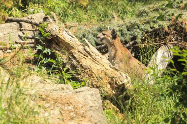 Dangeres Puma yeşil ormanda oturan. Doğal yaşam alanı içinde büyük vahşi kedi. Dağ aslanı olarak da bilinir, Meksika. Yaban hayatı sahne doğadan. 
