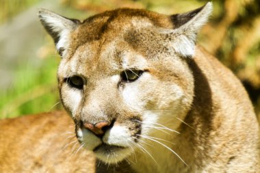 Dangeres Puma yeşil ormanda oturan. Doğal yaşam alanı içinde büyük vahşi kedi. Dağ aslanı olarak da bilinir, Meksika. Yaban hayatı sahne doğadan. 