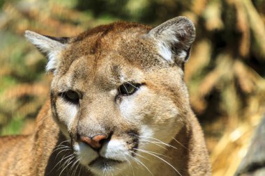 Dangeres Puma yeşil ormanda oturan. Doğal yaşam alanı içinde büyük vahşi kedi. Dağ aslanı olarak da bilinir, Meksika. Yaban hayatı sahne doğadan. 