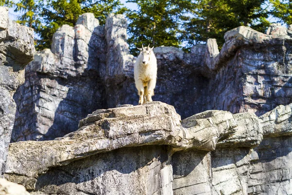 Rocky Mountain Goat Det Vilda Närbild Sköt — Stockfoto