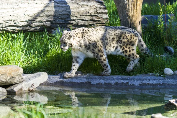 Snow Leopard Wild Close Shot — Stock Photo, Image