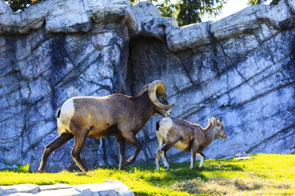 Bighorn Sheep Wild Close Shot — Stock Photo, Image