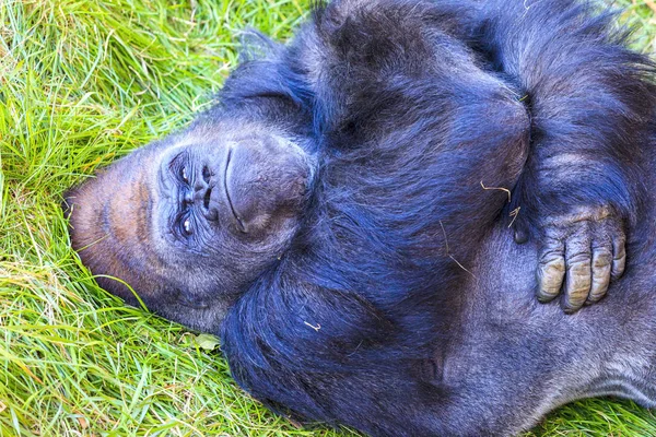 Adolesan Düşük Arazi Goril — Stok fotoğraf
