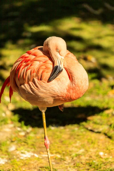 Rosa Flamingo Mot Grön Bakgrund — Stockfoto