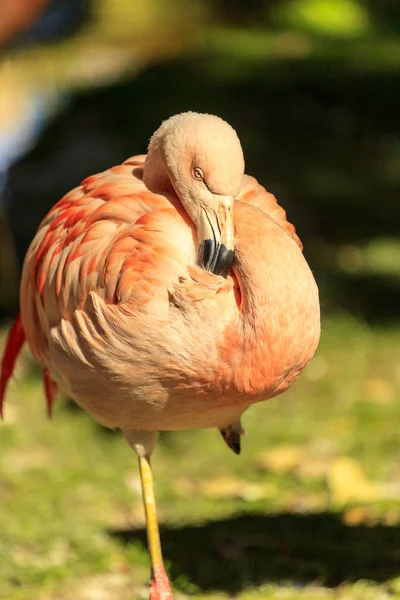 Pink Flamingo Green Background — Stock Photo, Image