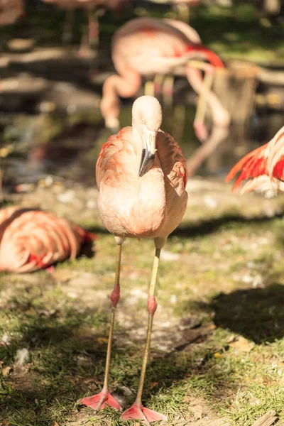 Pink Flamingo Zielonym Tle — Zdjęcie stockowe