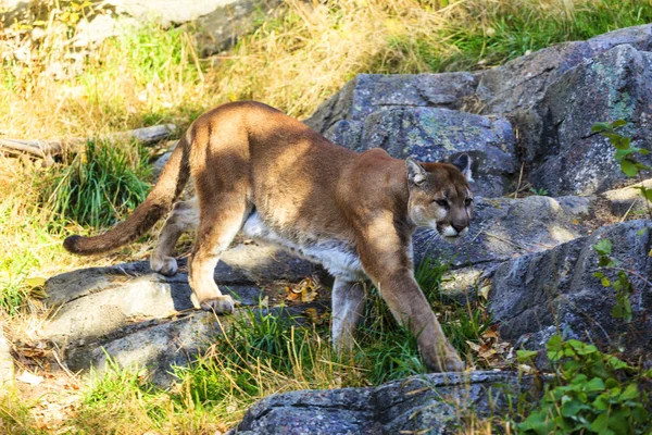 Puma Cougar Leão Montanha — Fotografia de Stock