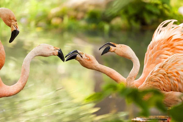 Pink Flamingos by  a green river background