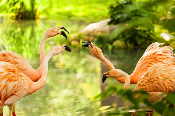 Różowe Flamingi Przez Podłoże Green River — Zdjęcie stockowe