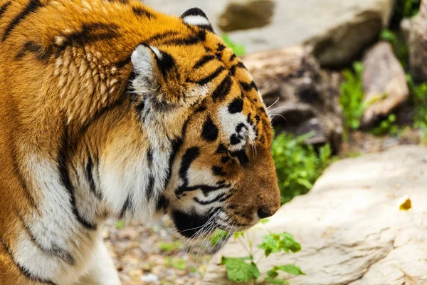 Wilde Tijger Dierentuin — Stockfoto