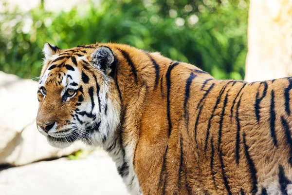 動物園の野生のトラは — ストック写真
