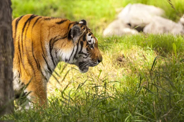 Άγρια Τίγρη Στο Ζωολογικό Κήπο — Φωτογραφία Αρχείου