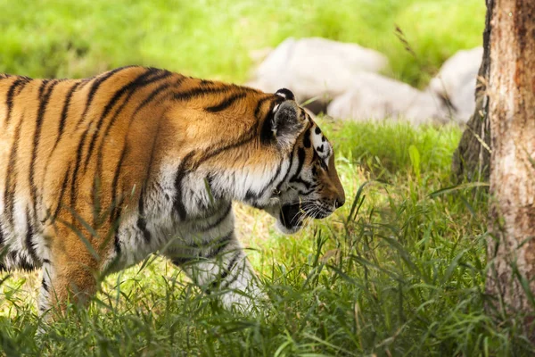 Άγρια Τίγρη Στο Ζωολογικό Κήπο — Φωτογραφία Αρχείου