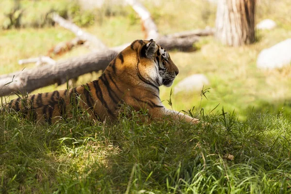 Tigre Salvaje Zoológico — Foto de Stock