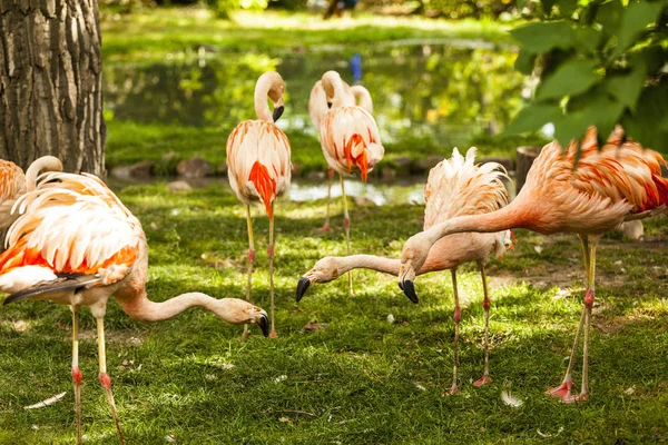 Pink Flamingo Naturalnym Otoczeniu — Zdjęcie stockowe