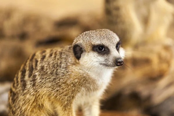 Vigilante Suricata Pie Guardia —  Fotos de Stock