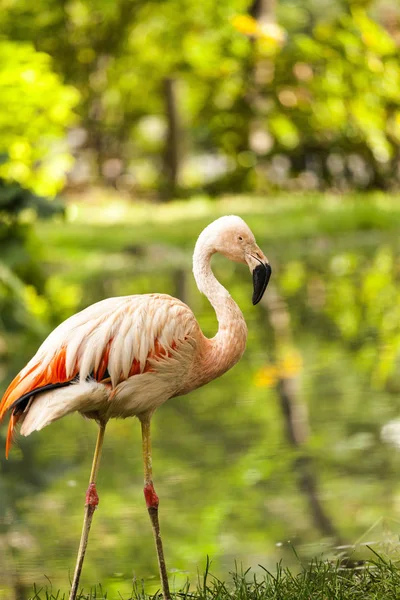 Pink Flamingo Naturalnym Otoczeniu — Zdjęcie stockowe