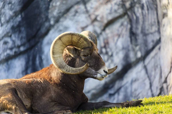 Bighorn Sheep Wild Close Shot — Stock Photo, Image