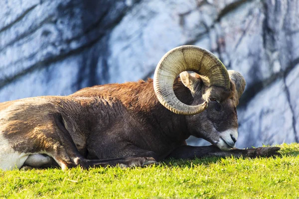 Bighorn Sheep Wild Close Shot — Stock Photo, Image