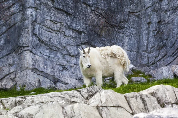 Rocky Mountain Goat Naturen — Stockfoto