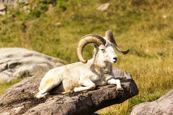 Dall Sheep Ovis Dalli Com Rack Espetacular — Fotografia de Stock